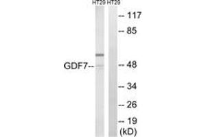 Western blot analysis of extracts from HT-29 cells, using GDF7 Antibody. (GDF7 anticorps  (AA 191-240))