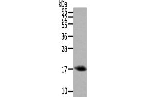 Western Blotting (WB) image for anti-Orexin (OX) antibody (ABIN5957320)