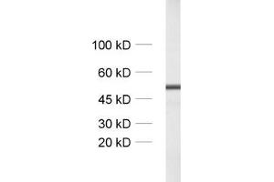 dilution: 1 : 1000, sample: unboiled synaptic membrane fraction of rat brain (LP1)