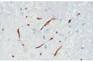 Immunohistochemistry of paraffin-embedded Mouse spinal cord using Phospho-eNOS(S1177) Polyclonal Antibody at dilution of 1:200 (40x lens). (ENOS anticorps  (pSer1177))