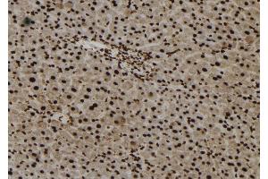 ABIN6273245 at 1/100 staining Mouse liver tissue by IHC-P. (Foxo6 anticorps)