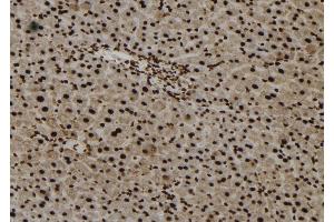 ABIN6273245 at 1/100 staining Mouse liver tissue by IHC-P.