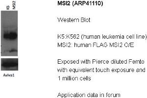 Image no. 2 for anti-Musashi Homolog 2 (MSI2) (N-Term) antibody (ABIN2776628) (MSI2 anticorps  (N-Term))