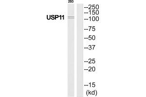 Western Blotting (WB) image for anti-Ubiquitin Specific Peptidase 11 (USP11) (Internal Region) antibody (ABIN1852326) (USP11 anticorps  (Internal Region))