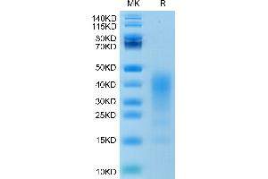 SDS-PAGE (SDS) image for Interleukin 13 (IL13) (AA 21-132) protein (His-Avi Tag) (ABIN7274900)