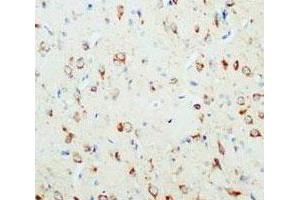 Immunohistochemical analysis of paraffin-embedded rat brain sections, stain NGF in cytoplasm DAB chromogenic reaction. (Nerve Growth Factor anticorps  (C-Term))
