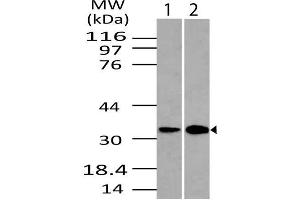 Image no. 1 for anti-DNA-Damage Regulated Autophagy Modulator 1 (DRAM1) (AA 1-230) antibody (ABIN5027168) (DRAM anticorps  (AA 1-230))