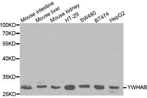 Western blot analysis of extracts of various cell lines, using YWHAB antibody. (YWHAB anticorps)