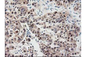 Image no. 12 for anti-NIF3 NGG1 Interacting Factor 3-Like 1 (NIF3L1) antibody (ABIN1496615) (NIF3L1 anticorps)