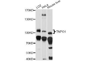Western blot analysis of extracts of various cell lines, using TNPO1 antibody (ABIN6294176) at 1:1000 dilution. (Transportin 1 anticorps)