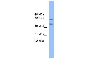 WB Suggested Anti-Runx2 Antibody Titration:  0. (RUNX2 anticorps  (C-Term))