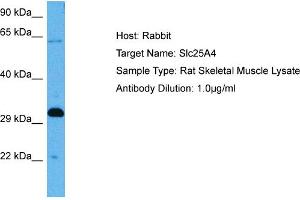 Host: Rabbit Target Name: SLC25A4 Sample Tissue: Rat Skeletal Muscle Antibody Dilution: 1ug/ml
