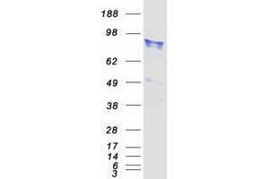 Validation with Western Blot (LEPRE1 Protein (Myc-DYKDDDDK Tag))