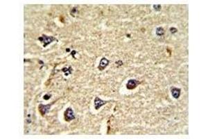IHC analysis of FFPE human brain tissue stained with CD166 antibody (CD166 anticorps  (AA 58-87))