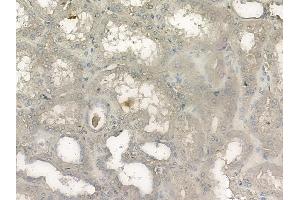 ABIN6261339 and ABIN6272656 at 1/100 staining human normal kidney tissue by IHC-P. (DNER anticorps  (Internal Region))