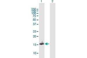 Western Blot analysis of NDUFA13 expression in transfected 293T cell line by NDUFA13 MaxPab polyclonal antibody.