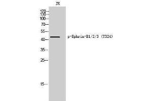 Western Blotting (WB) image for anti-Ephrin B1/B2/B3 (pTyr324) antibody (ABIN3182691) (Ephrin B1/B2/B3 (pTyr324) anticorps)