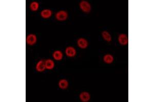 ABIN6274693 staining K562 by IF/ICC.