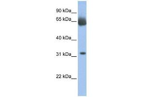C11ORF54 antibody used at 1 ug/ml to detect target protein. (C11orf54 anticorps  (N-Term))