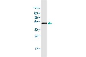 Western Blot detection against Immunogen (43.