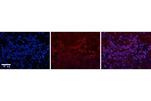 Rabbit Anti-GPD1 Antibody   Formalin Fixed Paraffin Embedded Tissue: Human Liver Tissue Observed Staining: Cytoplasm in bile ductule Primary Antibody Concentration: 1:100 Other Working Concentrations: N/A Secondary Antibody: Donkey anti-Rabbit-Cy3 Secondary Antibody Concentration: 1:200 Magnification: 20X Exposure Time: 0. (GPD1 anticorps  (N-Term))