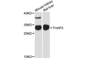 Western blot analysis of extracts of various cell lines, using THAP3 antibody. (THAP3 anticorps)