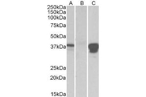 HEK293 lysate (10ug protein in RIPA buffer) overexpressing Human POU2AF1 with DYKDDDDK tag probed with ABIN768554 (0. (POU2AF1 anticorps  (Internal Region))