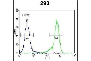 anti-Neuron-Derived Neurotrophic Factor (NDNF) (AA 80-109) antibody