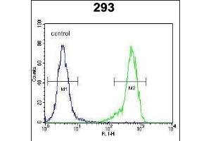 C4orf31 Antibody (N-term) (ABIN651996 and ABIN2840488) flow cytometric analysis of 293 cells (right histogram) compared to a negative control cell (left histogram). (NDNF anticorps  (AA 80-109))
