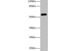 Western blot All lanes: SUOX antibody at 2 μg/mL + Rat liver tissue Secondary Goat polyclonal to rabbit IgG at 1/15000 dilution Predicted band size: 61 kDa Observed band size: 61 kDa (SUOX anticorps  (AA 80-545))