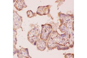 Anti-Angiopoietin 2 Picoband antibody,  IHC(P): Human Placenta Tissue
