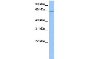 Western Blot showing NOL5A antibody used at a concentration of 1-2 ug/ml to detect its target protein. (NOP56 anticorps)