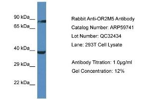 Western Blotting (WB) image for anti-Olfactory Receptor, Family 2, Subfamily M, Member 5 (OR2M5) (C-Term) antibody (ABIN2788189) (OR2M5 anticorps  (C-Term))