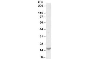 Western blot testing of Jurkat cell lysate with TCL1 antibody at 0. (TCL1A anticorps)