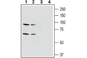Western blot analysis of mouse brain membranes (lanes 1 and 3) and rat brain membranes (lanes 2 and 4): - 1-2. (EPH Receptor A4 anticorps  (Extracellular, N-Term))