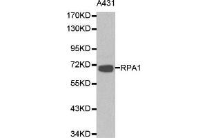Western blot analysis of A431 cell lysate using RPA1 antibody. (RPA1 anticorps  (AA 367-616))