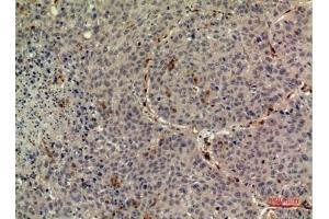 Immunohistochemical analysis of paraffin-embedded human-liver, antibody was diluted at 1:100. (TPO (Internal Region) anticorps)