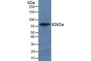 Detection of CAPN1 in Mouse Pancreas Tissue using Polyclonal Antibody to Calpain 1 (CAPN1) (CAPN1 anticorps  (AA 75-343))