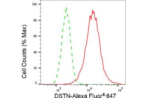 Flow cytometric analysis of DSTN expression in H9c2 cells using DSTN antibody (ABIN7798322), 1:2,000). (Recombinant Destrin anticorps)