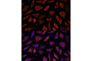 Immunofluorescence analysis of L929 cells using PDE6G antibody (ABIN7269304) at dilution of 1:100.