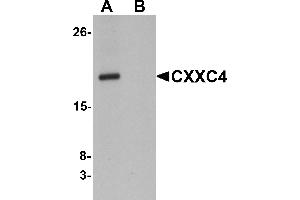 Western Blotting (WB) image for anti-CXXC Finger Protein 4 (CXXC4) (N-Term) antibody (ABIN1031338) (CXXC4 anticorps  (N-Term))
