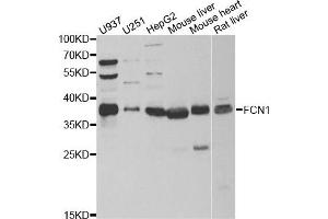 Western blot analysis of extracts of various cell lines, using FCN1 antibody. (FCN1 anticorps)