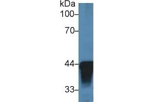 Detection of ADH1 in Human Liver lysate using Polyclonal Antibody to Alcohol Dehydrogenase 1 (ADH1) (ADH1 anticorps  (AA 25-228))