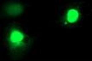 Anti-EXOSC7 mouse monoclonal antibody (ABIN2455506) immunofluorescent staining of COS7 cells transiently transfected by pCMV6-ENTRY EXOSC7 (RC201419). (EXOSC7 anticorps)