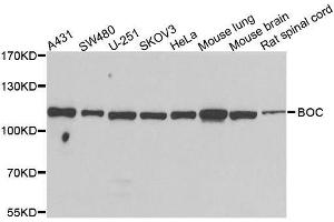 Western blot analysis of extracts of various cell lines, using BOC antibody. (BOC anticorps  (AA 1-125))