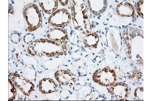 Immunohistochemical staining of paraffin-embedded Human Kidney tissue using anti-MIOX mouse monoclonal antibody. (MIOX anticorps)