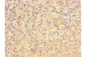 Immunohistochemistry of paraffin-embedded human adrenal gland tissue using ABIN7167887 at dilution of 1:100 (MEST anticorps  (AA 1-325))