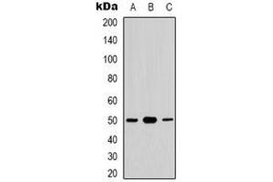 Western blot analysis of CDC37 (pS13) expression in HuvEc (A), K562 (B), NIH3T3 (C) whole cell lysates. (CDC37 anticorps  (N-Term, pSer13))