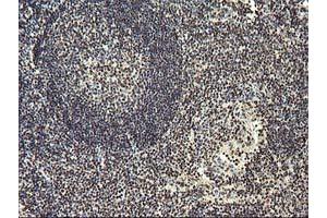 Image no. 8 for anti-O-Sialoglycoprotein Endopeptidase (OSGEP) (AA 1-335) antibody (ABIN1490751) (OSGEP anticorps  (AA 1-335))