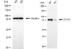 Western blotting analysis using CD168 antibody (ABIN7799009). (Recombinant HMMR anticorps)
